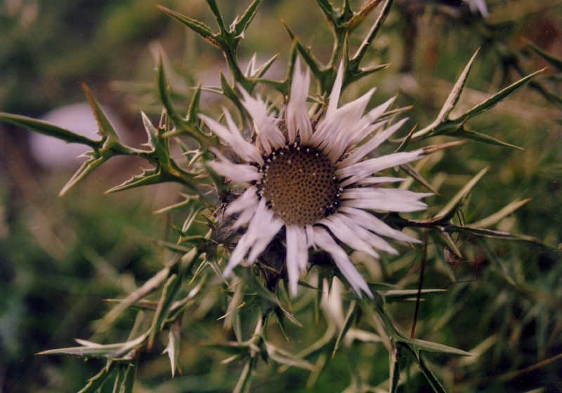Specie dell''Abruzzo